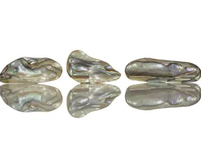 Paua Perła