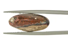 Ognisty Opal