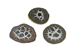 Septaria