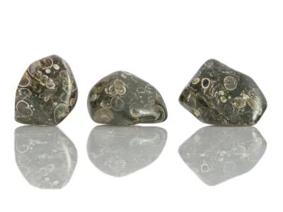 Turitella Agat